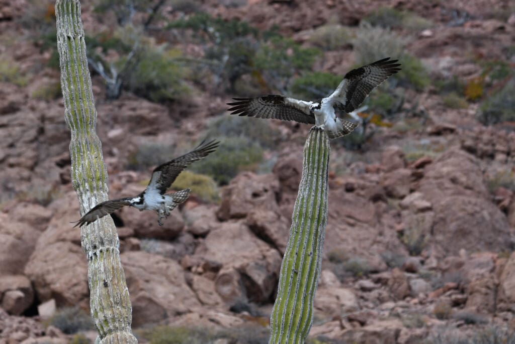 Peregrine Pair Fighting over cactus perch