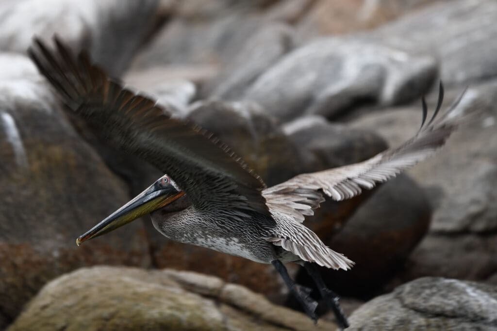 Pelican in Flight Shoreline