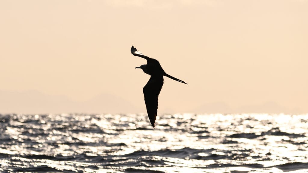 Frigatebird skimming sea