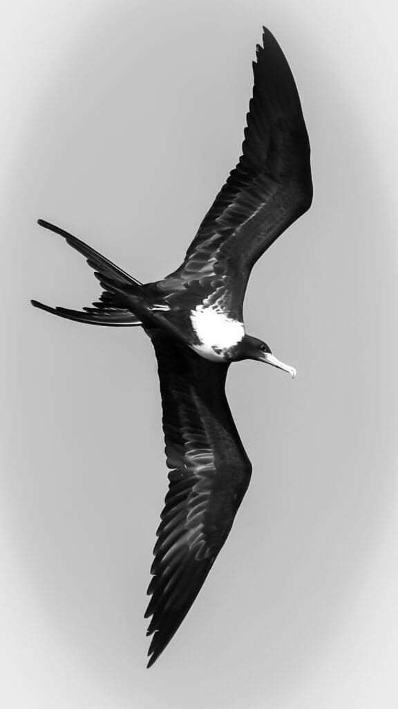 Frigatebird