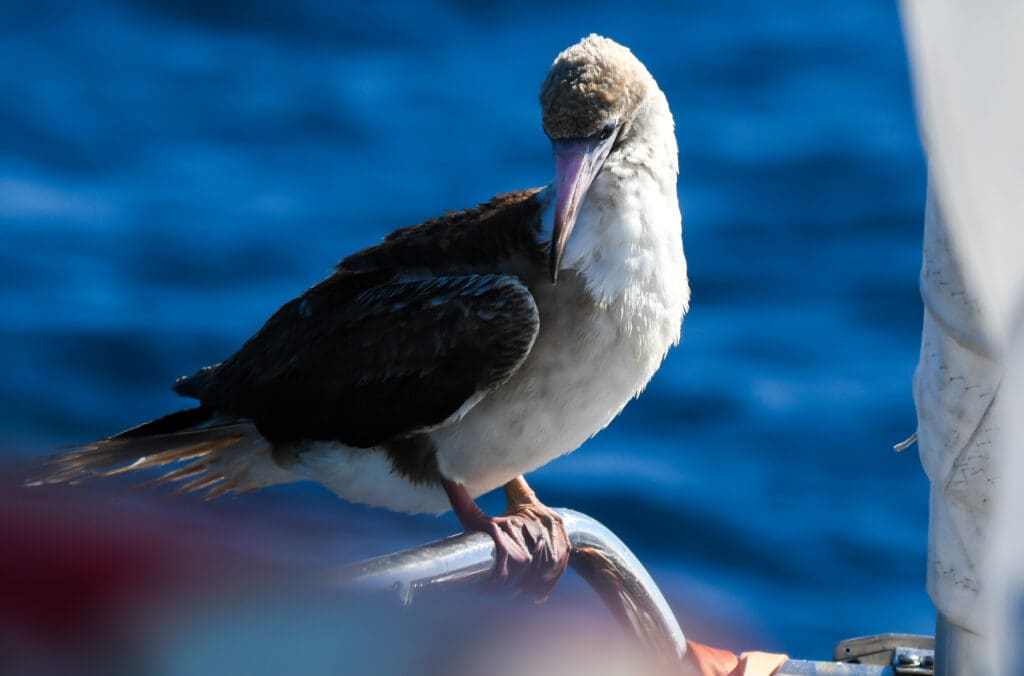 Red-footed Boobie resting on Sailboat
