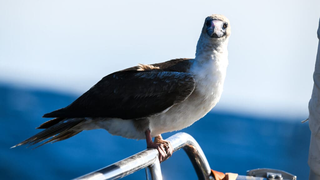 Red-footed Boobie poised on Sailboat