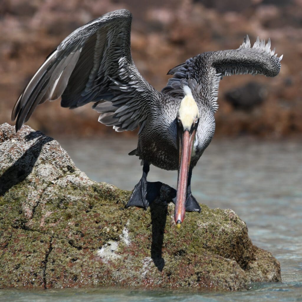 Pelican Poised to Strike Fish