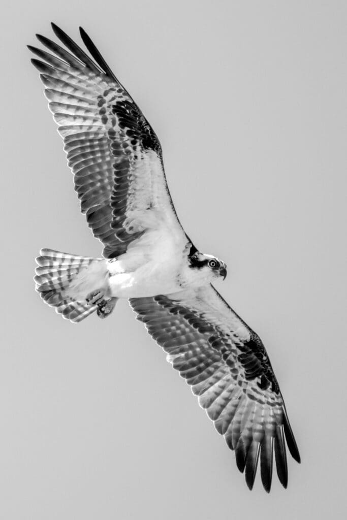 Peregrine Soaring