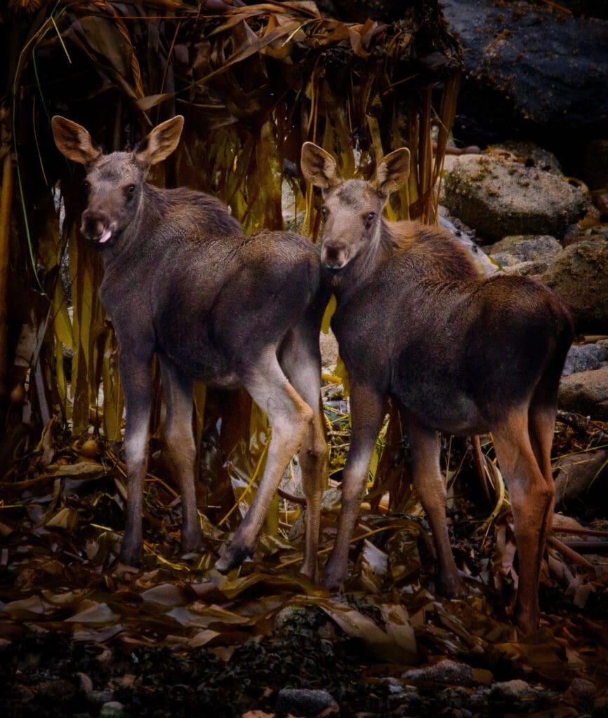 Kupreanof Alaska Moose Calves