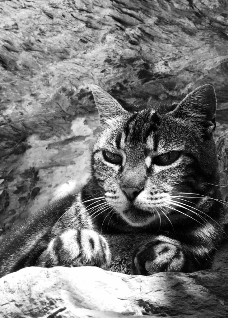 Vernazza Community Mountain Cat