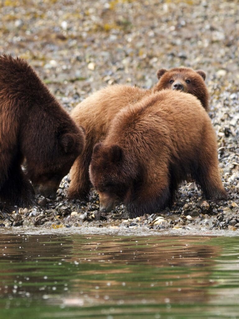 Mother bear teaching clamming to her 2 cubs