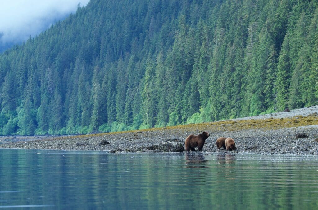 Mother Brown bear with two Cubs
