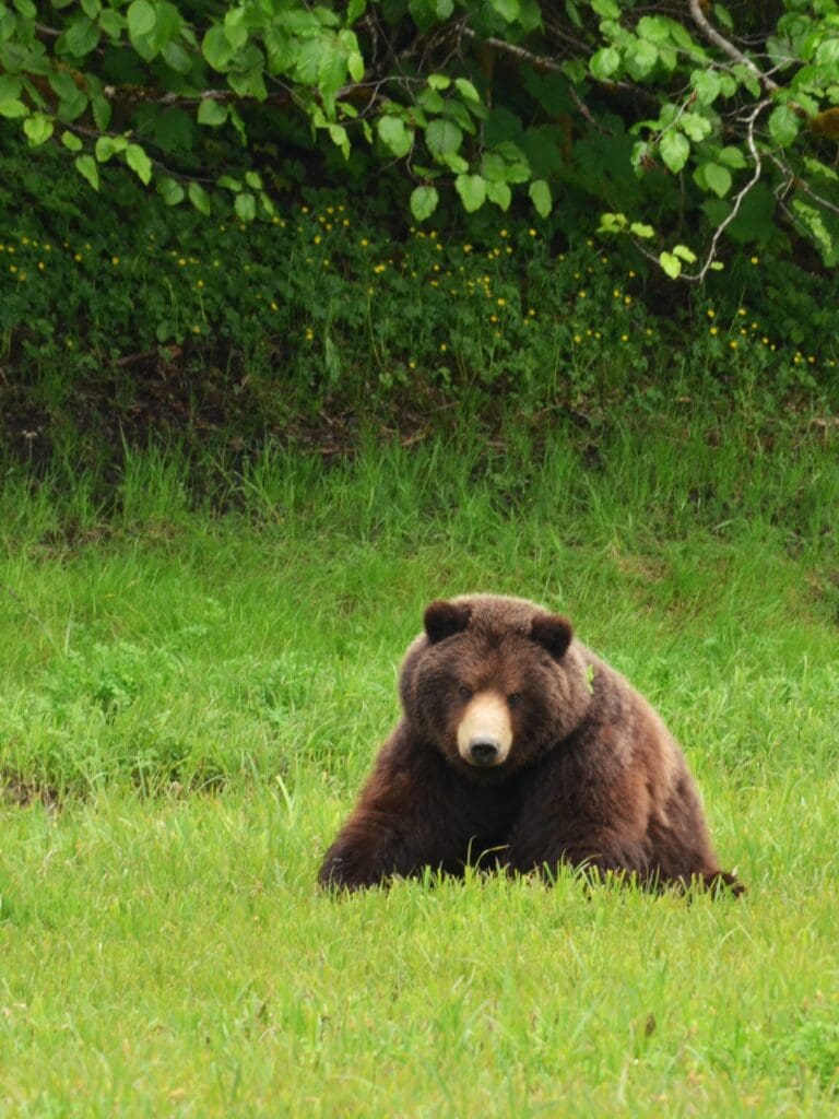 JoJo The Brown Bear
